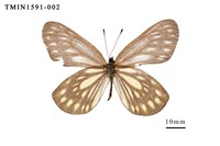 藏品(流星絹粉蝶)的圖片